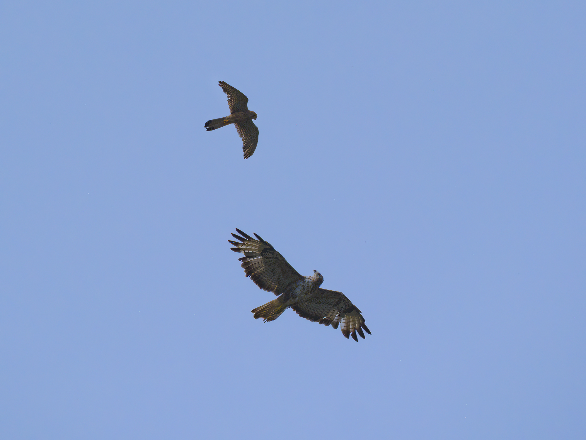 Der Bussard fragt ...